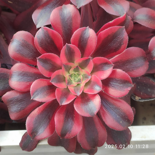YS737メデューサ錦 （9cm pot）