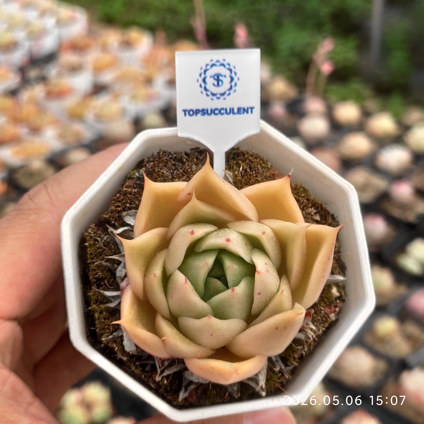 362384 サンド ペタル