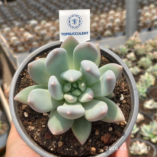 361576 エリザベスビューティー