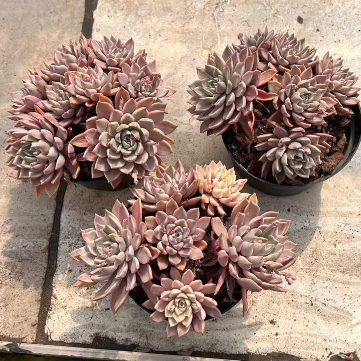 T26454 ブラッドムーン錦