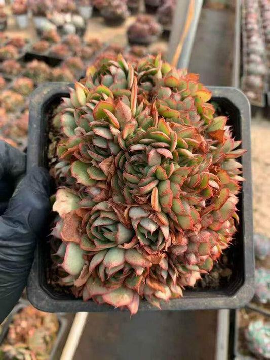 262411 ヤンジン綴化