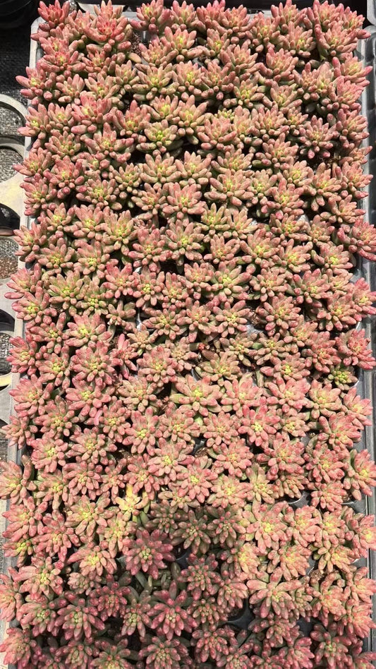 364310 クラウセン錦