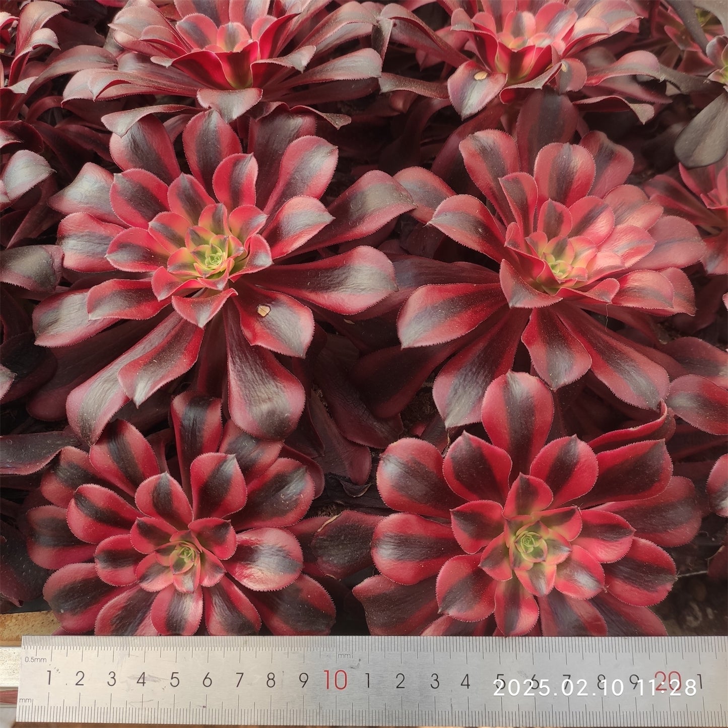 YS737メデューサ錦 （9cm pot）