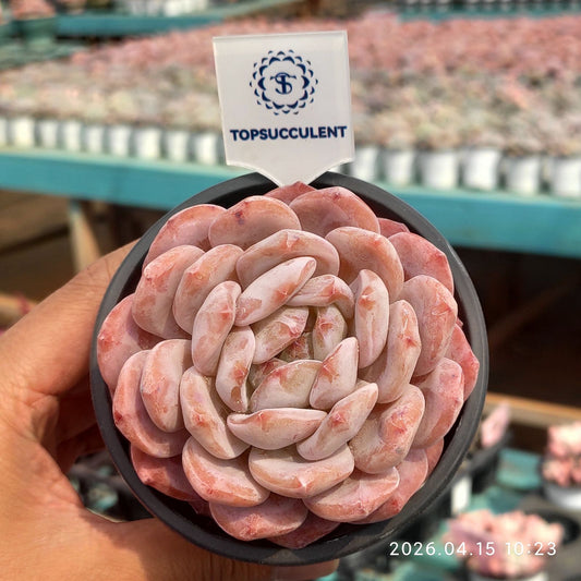 361528 オレンジ　モンロー