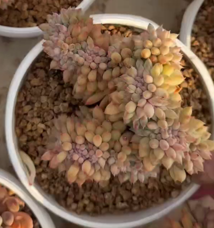 26531 アイス　クリーム綴化