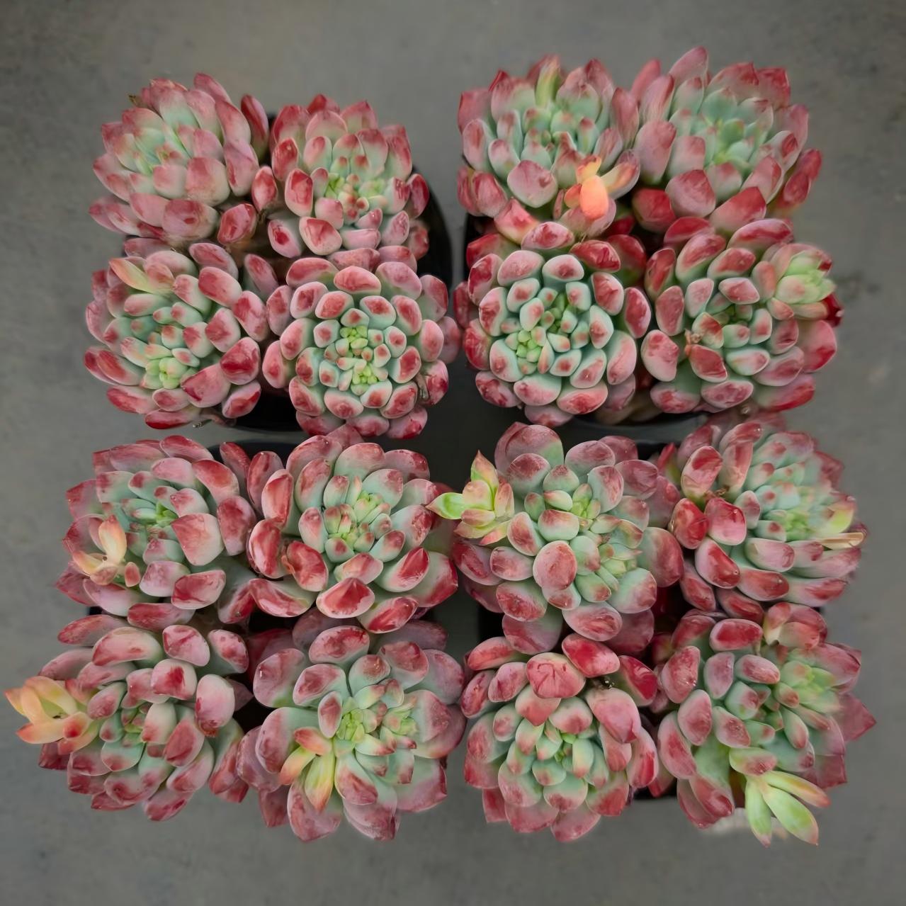 24761 ブルーエルフ