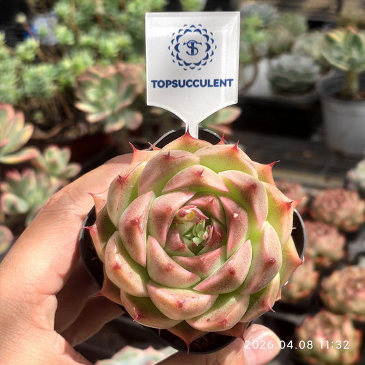 361330 パープル スモーク