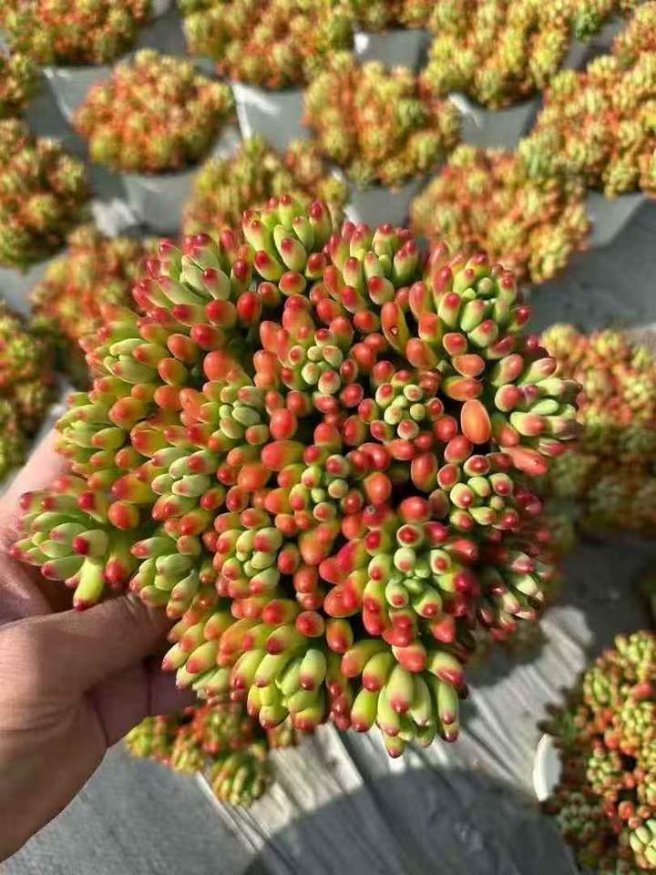 カライドスコープ