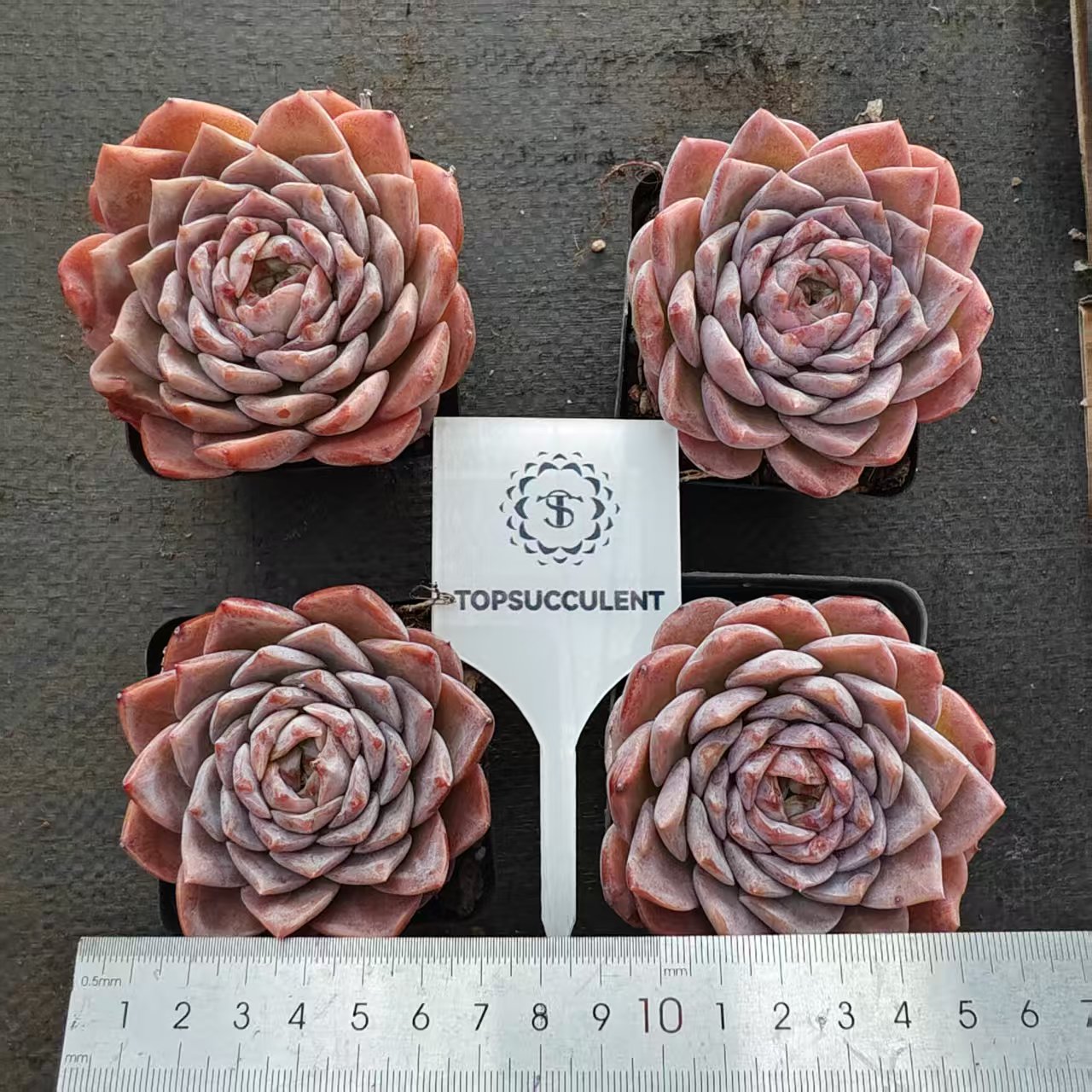 BL2007 シュガー　クリスタルHyb（7cm pot）