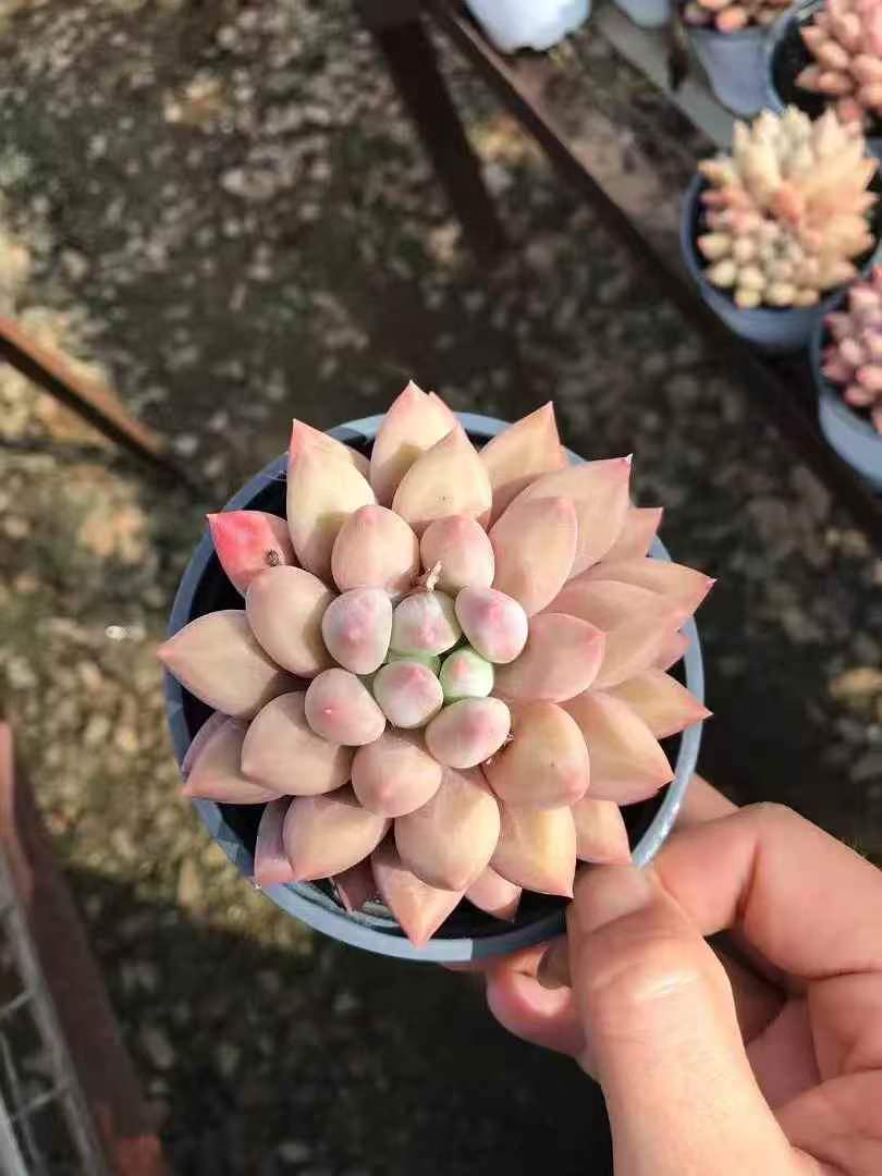265392 クリスタル ボール