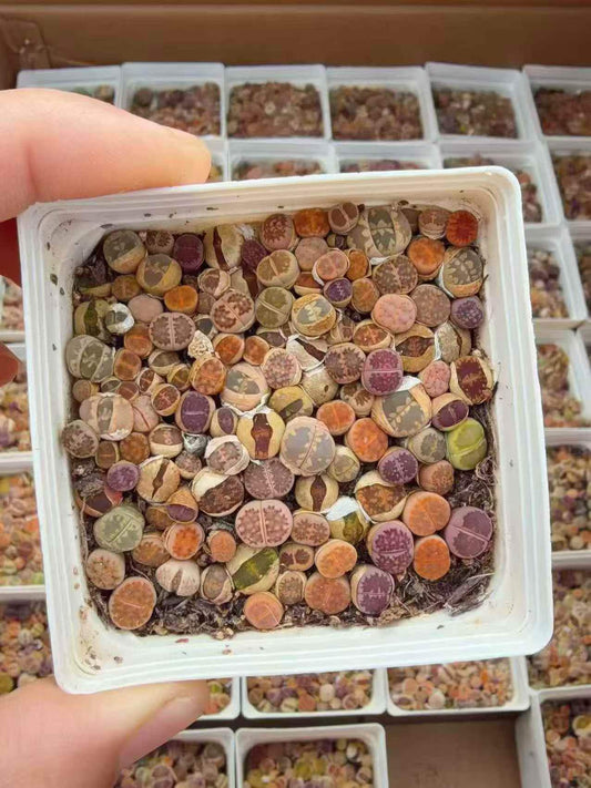 264689 リトープス ミックス