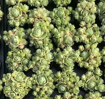 264935 アエオニウム　グリーノビア　ジェイド ローズ