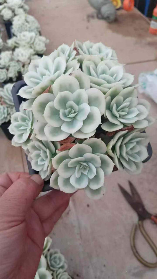 26583 レモンローズ錦