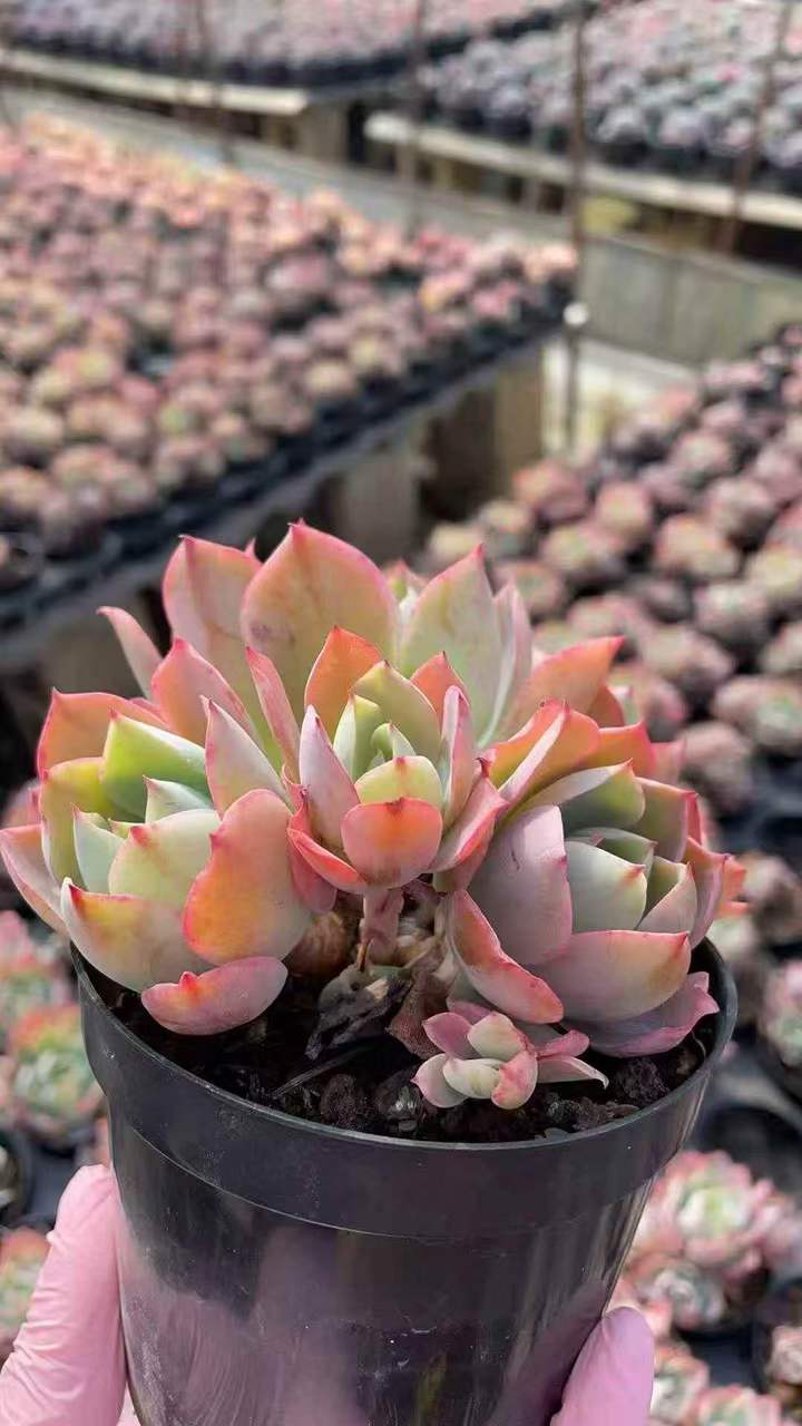 263141 ホワイトローズ