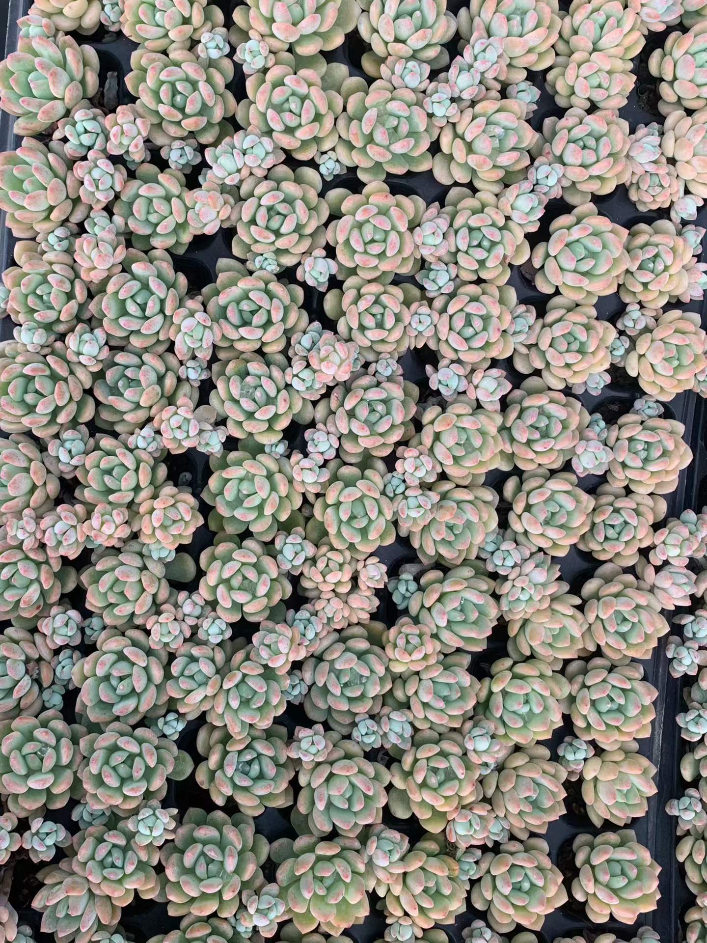 プラグトレー苗一覧 – Top Succulent®