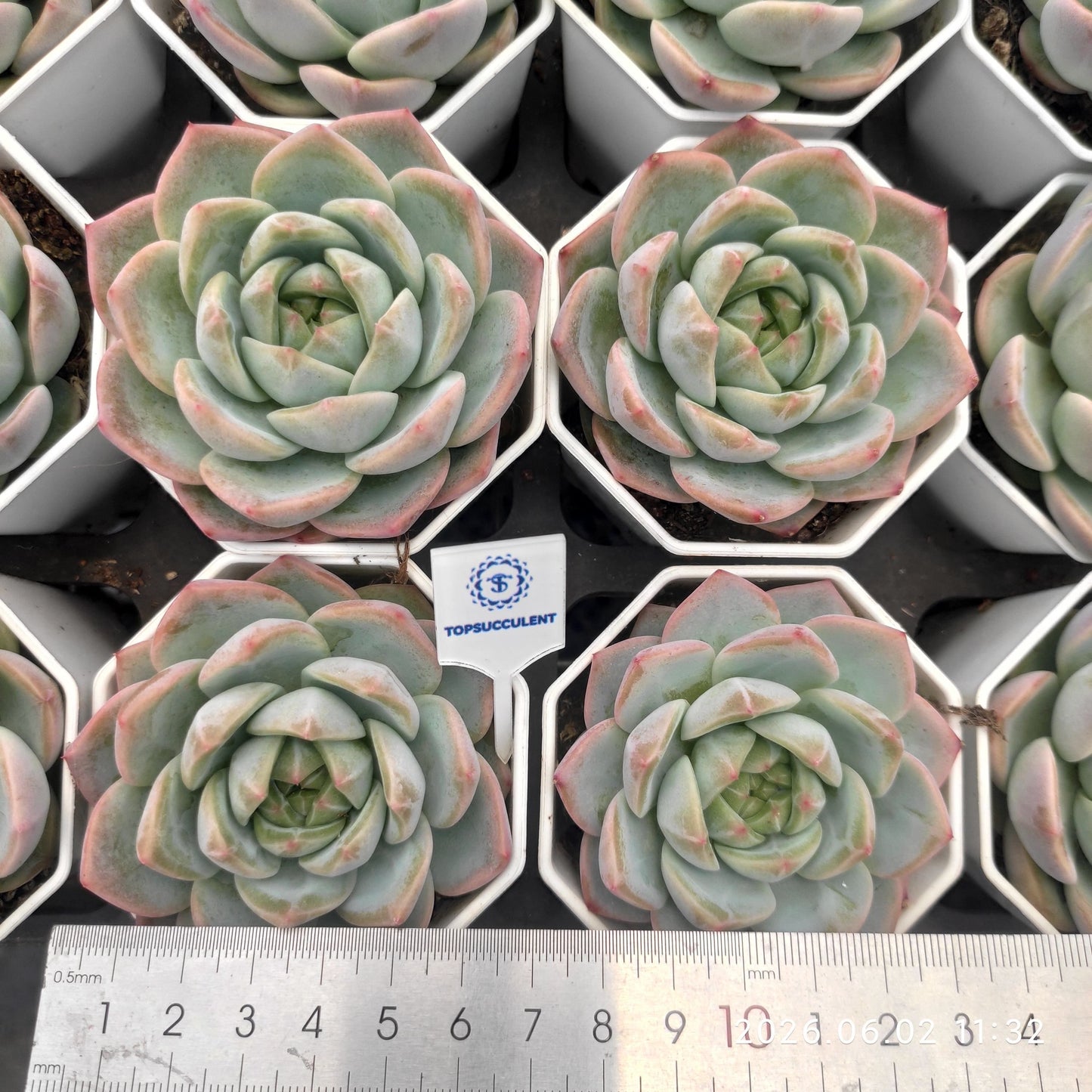 361143 ジェイド オーブ