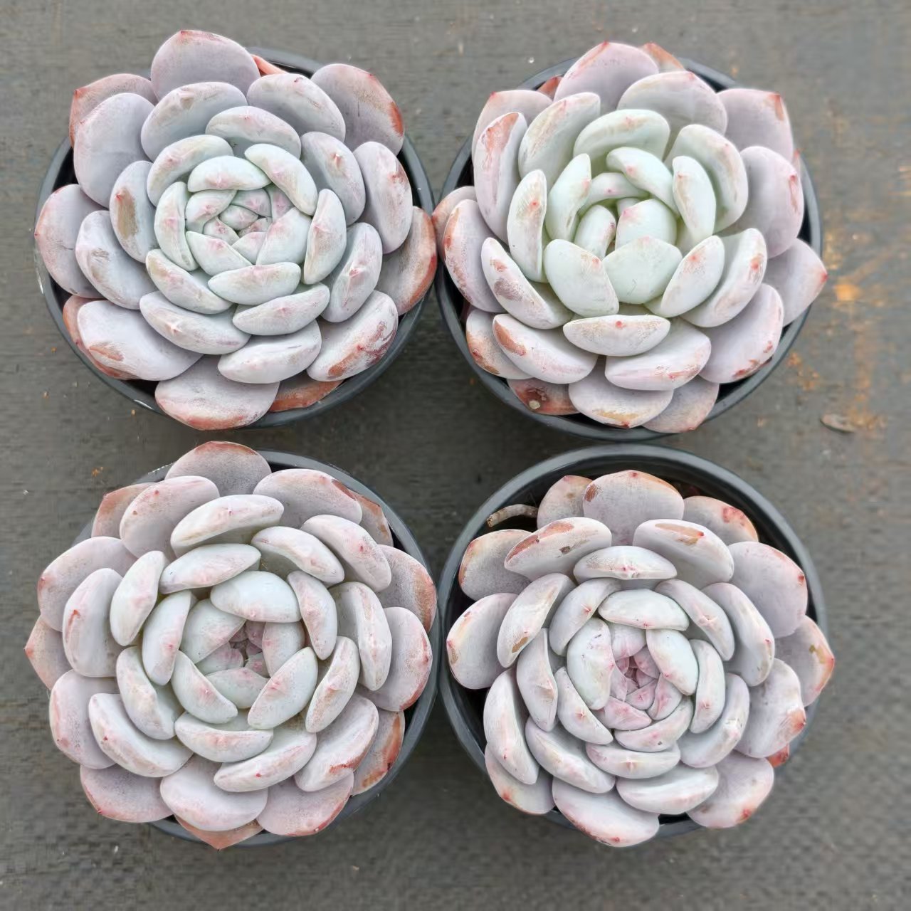 24020 パープル　モンロー