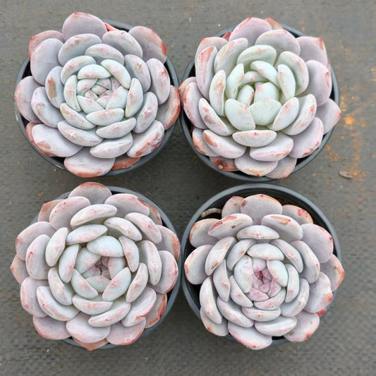 24020 パープル　モンロー