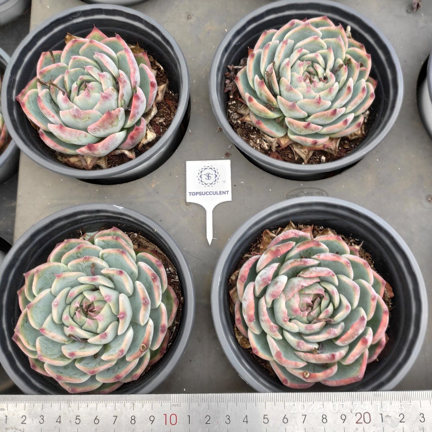 22183 チワワエンシス（12cm pot）