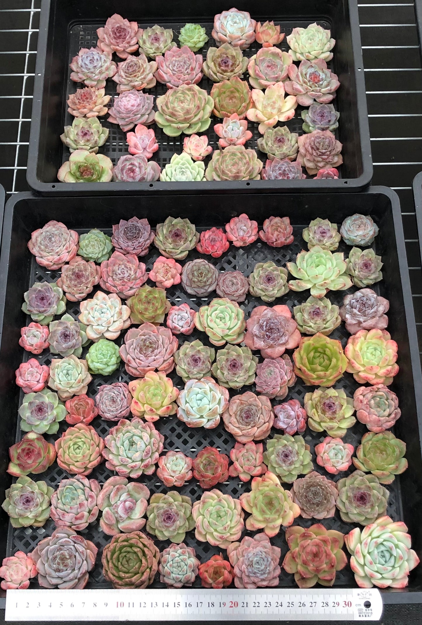 20076 ミックス苗100株（4cm pot）19