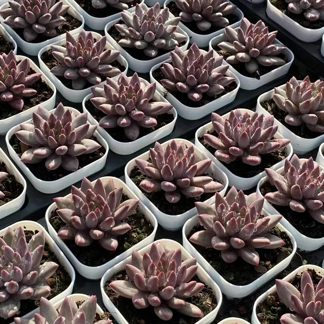 BL1842 ゴールドフィッシュ（6.5cm pot）