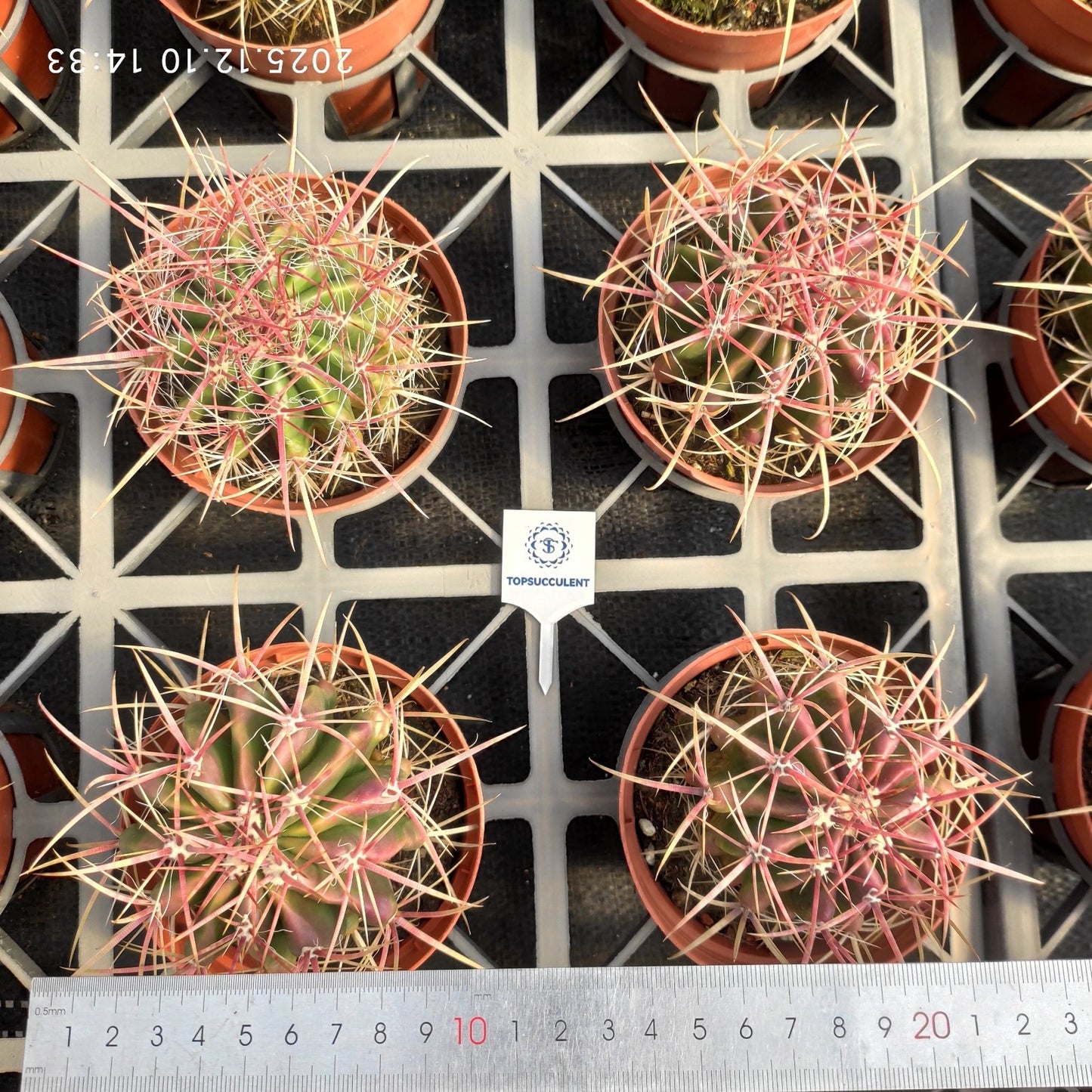 15925 赤鳳（12cm pot）