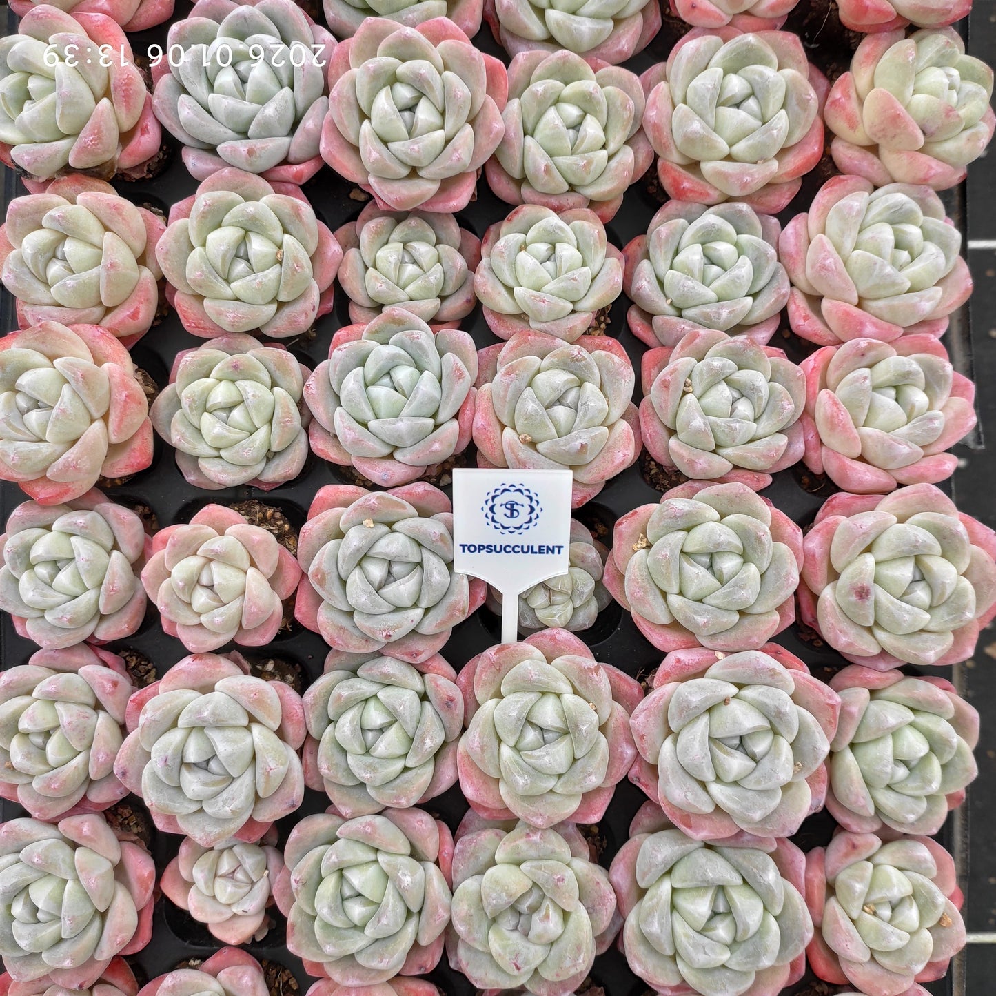 21768 アイスグリーン