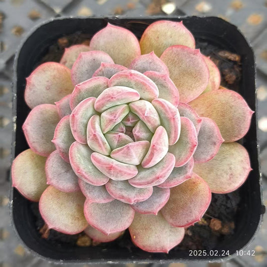 LG599 ゴールドスピンク (6.5cm pot)