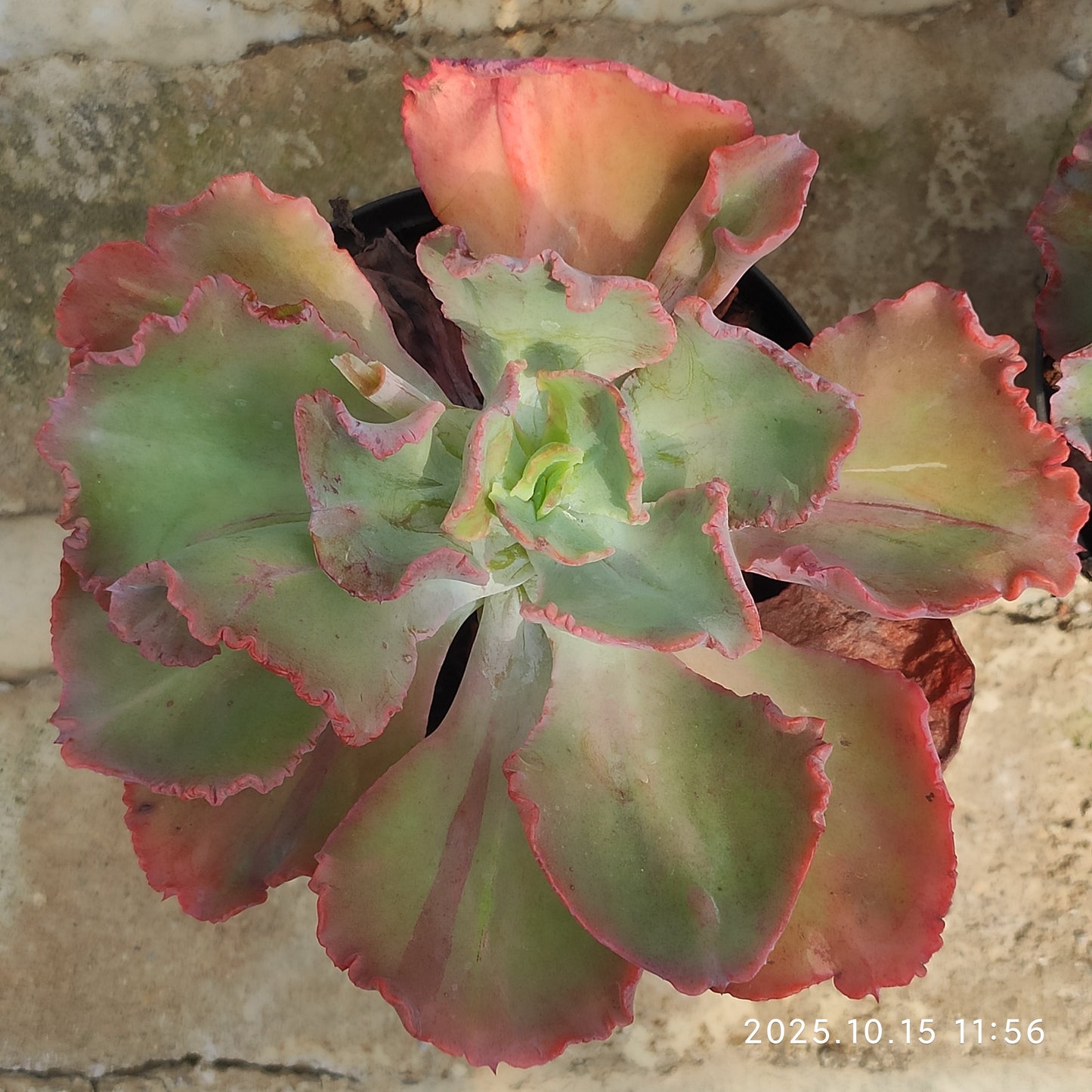 ZZA342 ディック ライト（14cm pot）