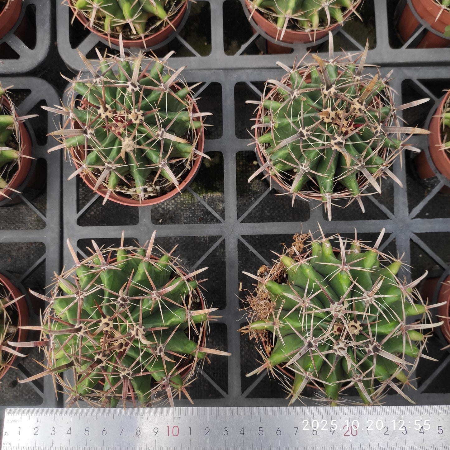 ZXX344 巨鷲玉（12cm pot）