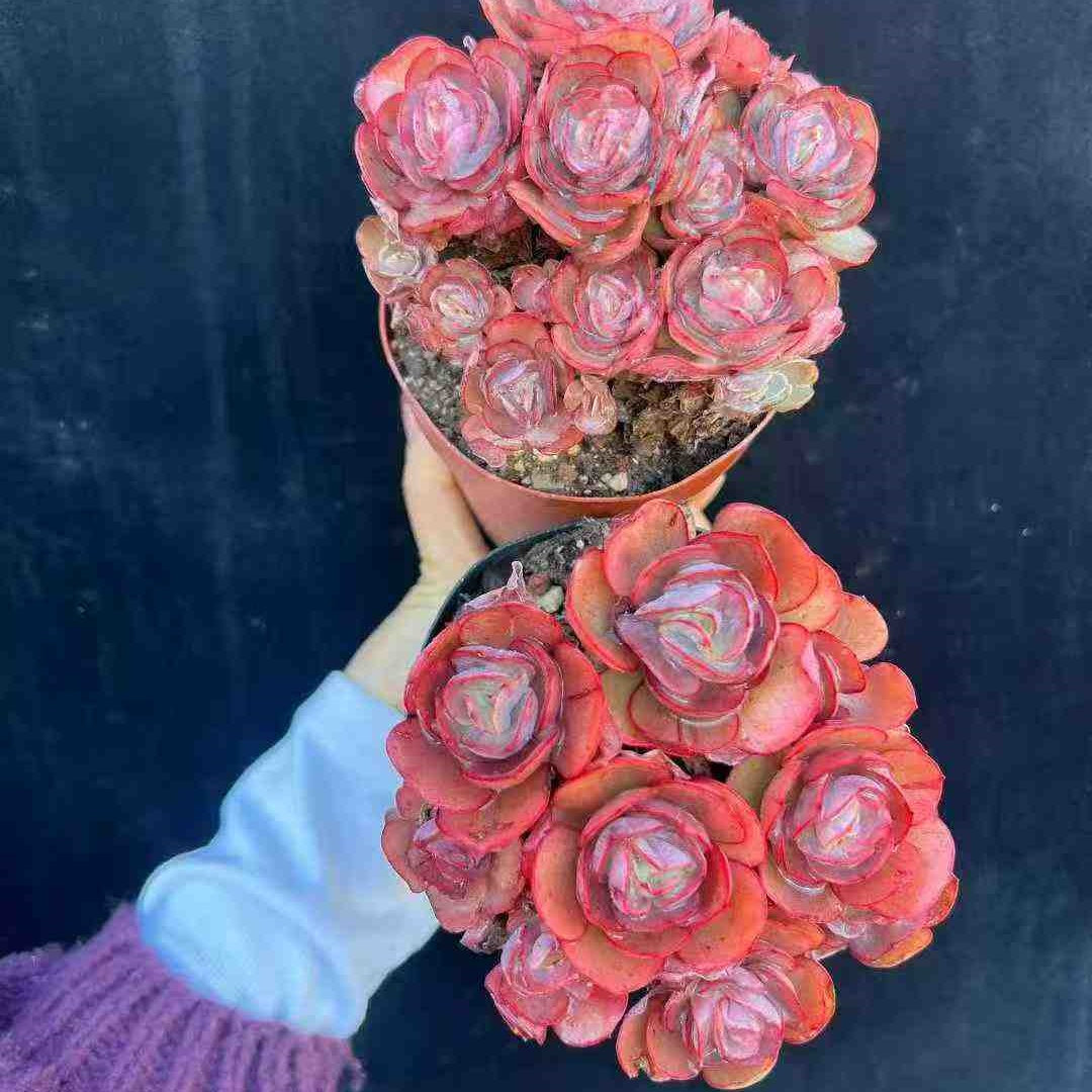 23607 スヨン（12cm pot）