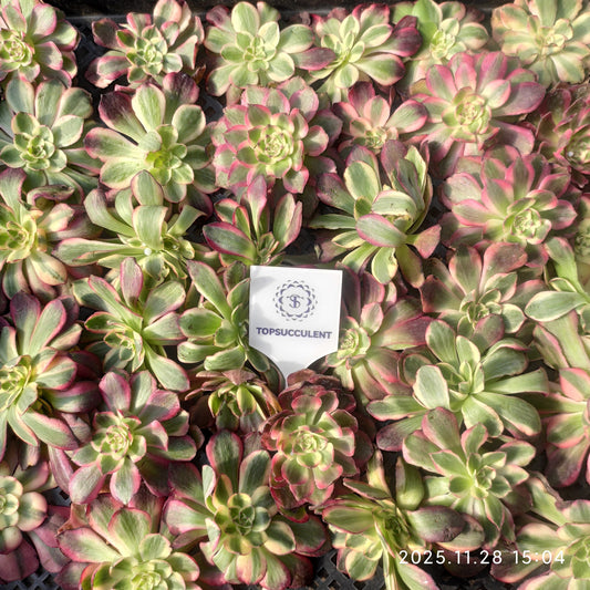 22982 ブレッシング（カット苗）（9cm pot）