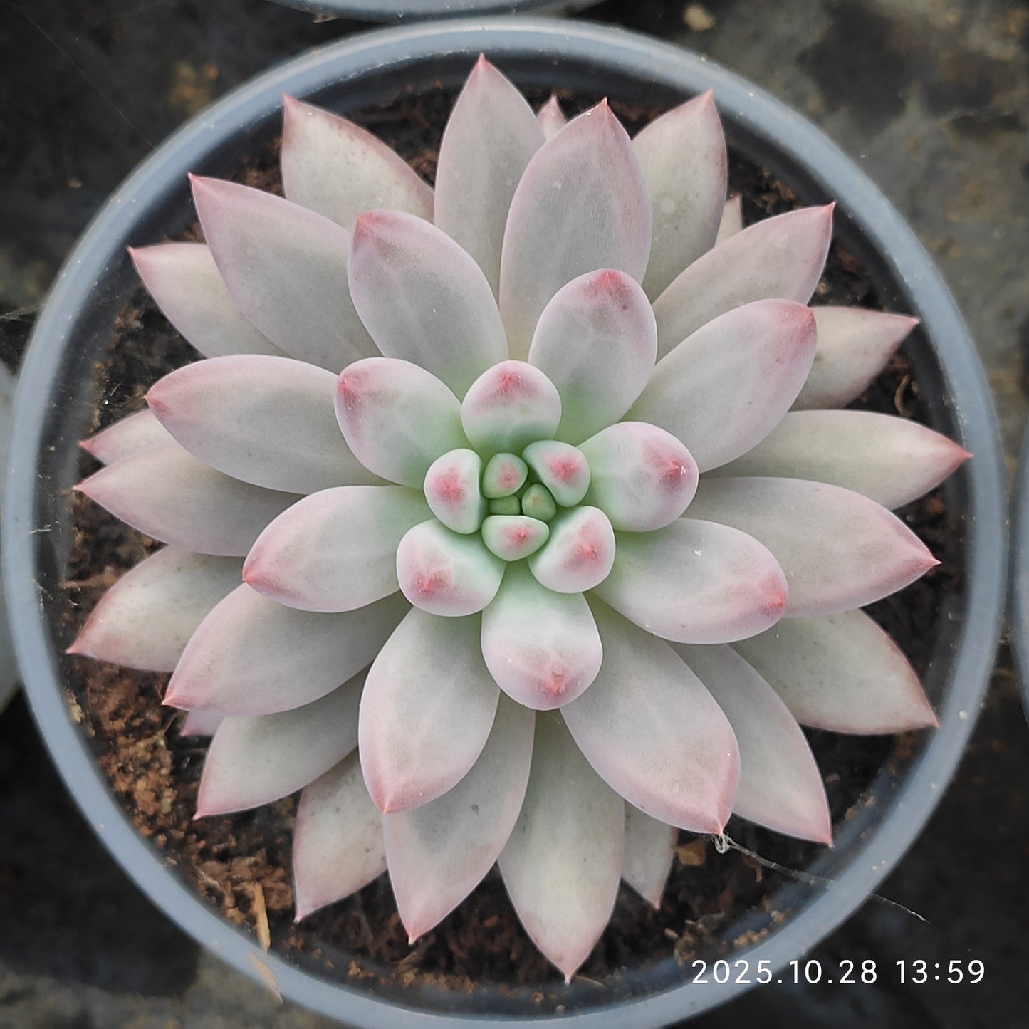 DQ199 チェリーズ（12cm pot）