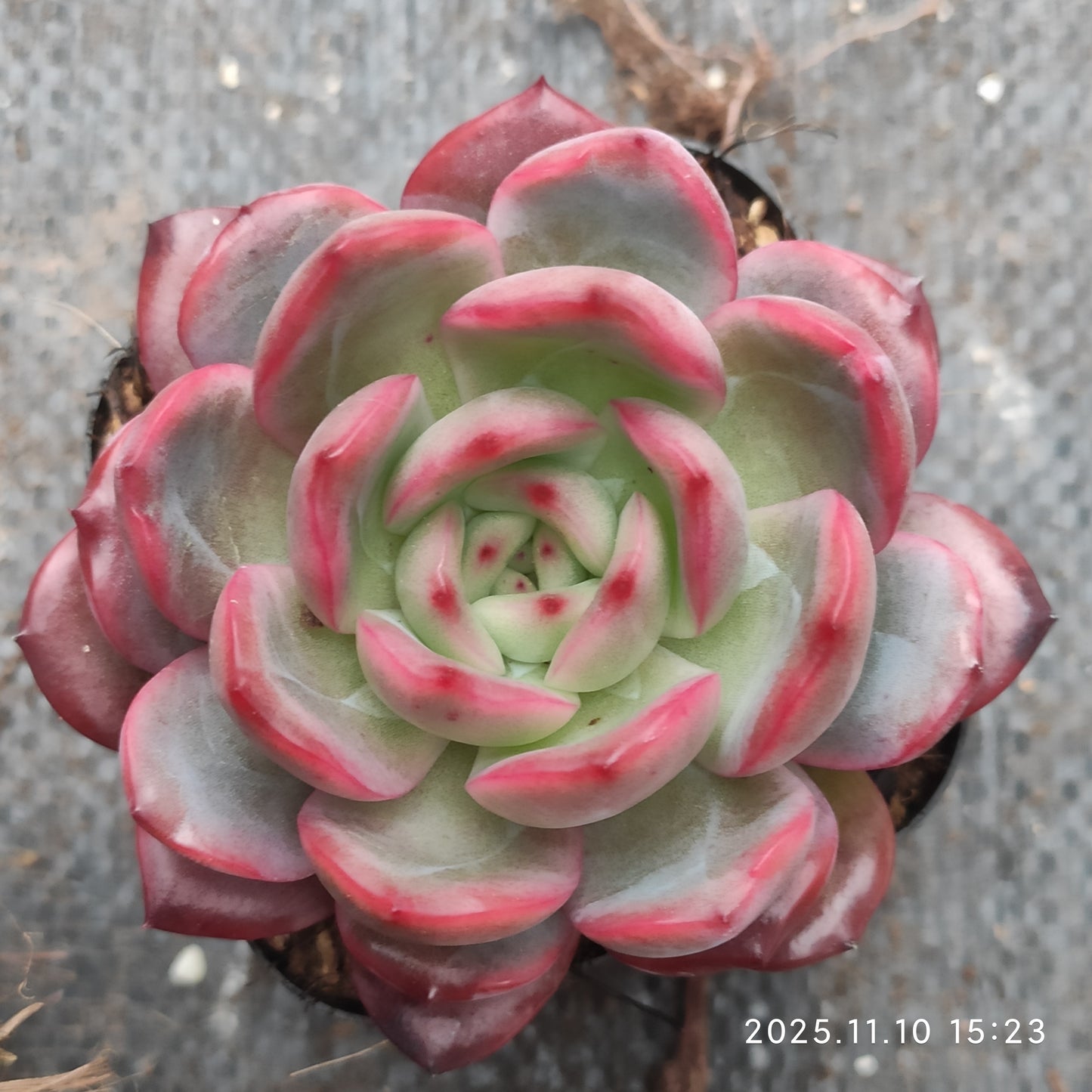 22606  とグリーンピンク（6.5cm pot）