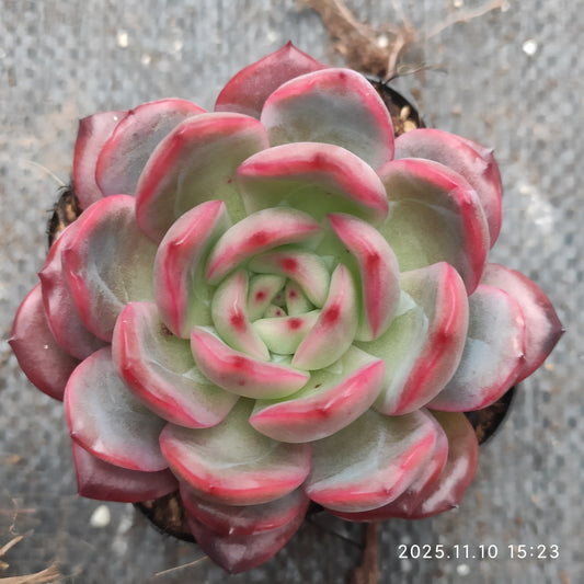 22606  とグリーンピンク（6.5cm pot）