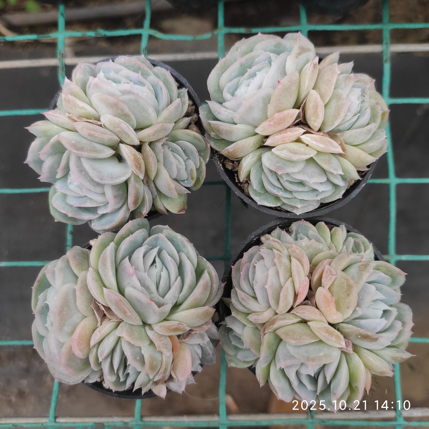 21913 ポトシナ（5.5cm pot）