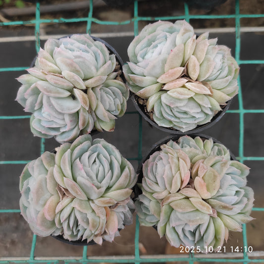 21913 ポトシナ（5.5cm pot）