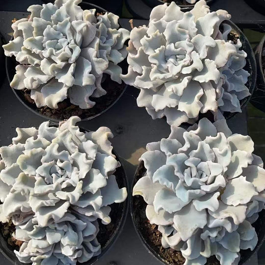 25328 クリスペートビューティ