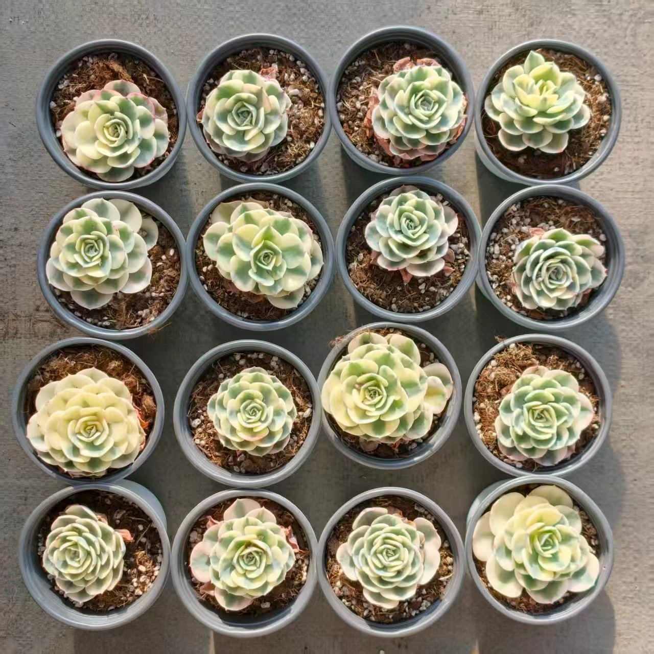 25069 ルノーディーン