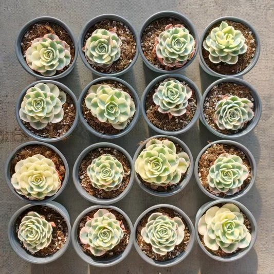 25069 ルノーディーン