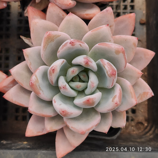 NGN057 スターモンロー (7cm pot)