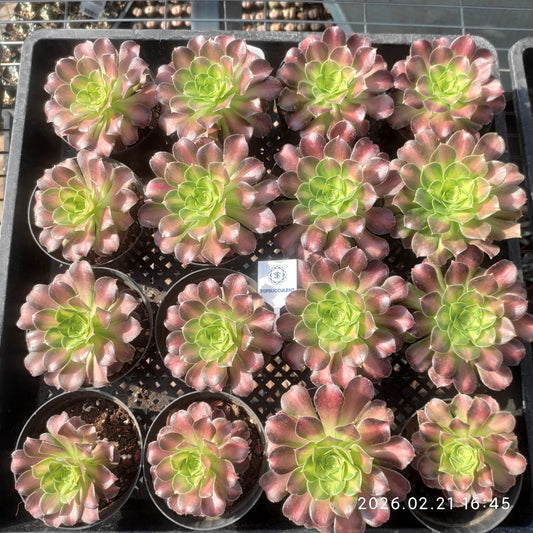 26082 アエオニウム グロリアスユース