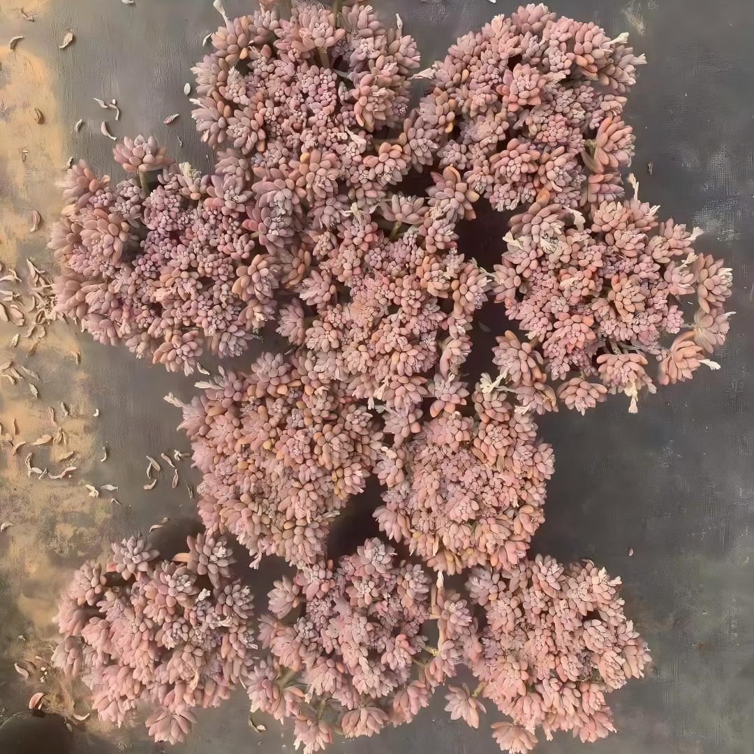 259701 ホシタロウ