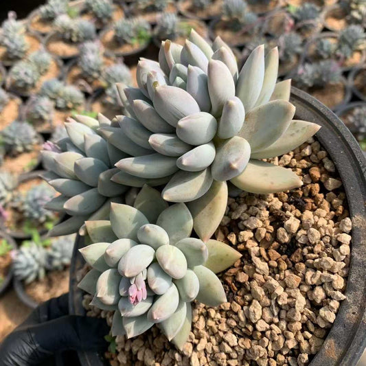 26233 エリザベスビューティー