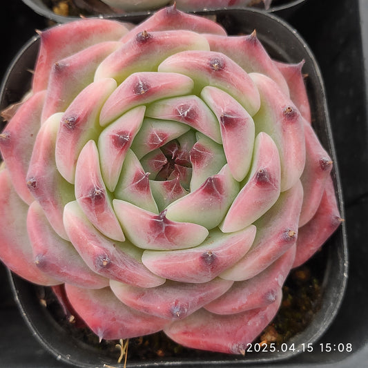 QN427 コロラータ(7cm pot)