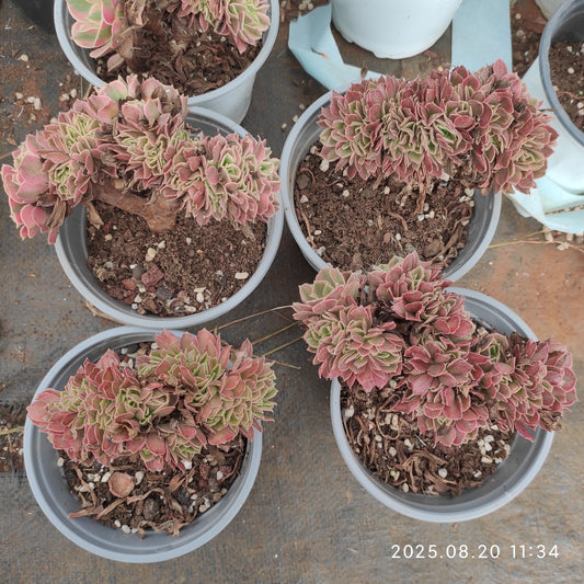 YF476 アエオニウム　ウィッチ綴化（12cm pot）