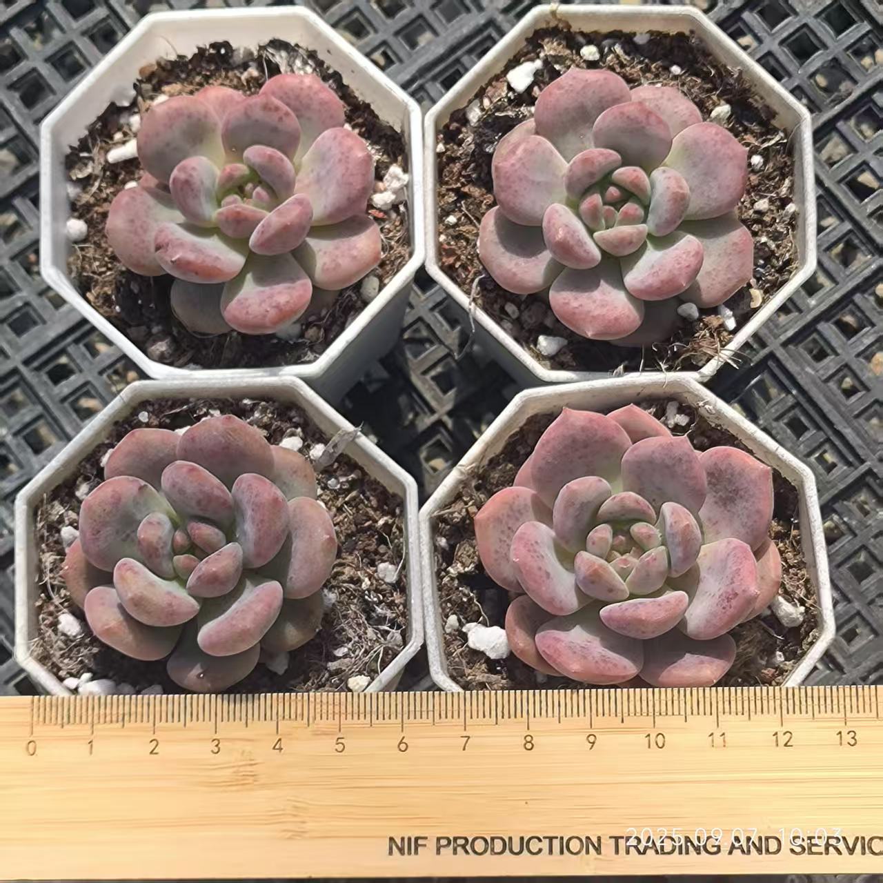 12237 アリエル（5cm pot）