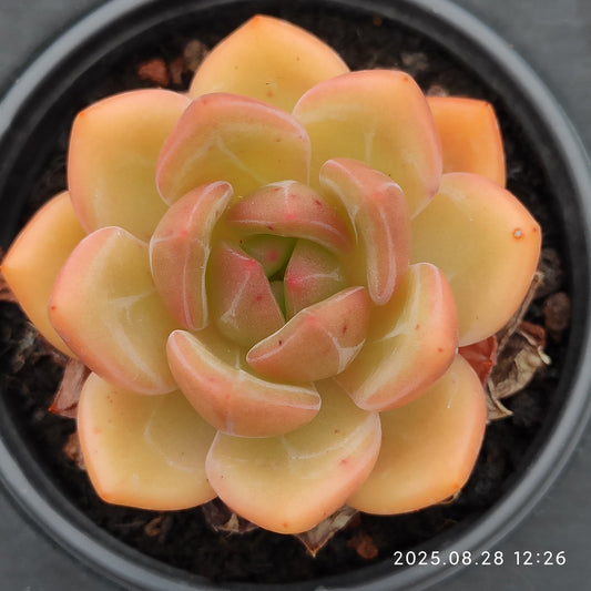 YBB279 シャンペン（9cm pot）