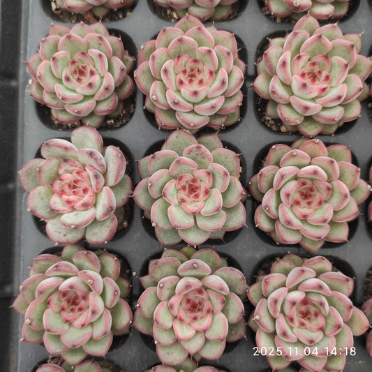 22297  スターライトジェニー（3cm pot）（ポット苗）