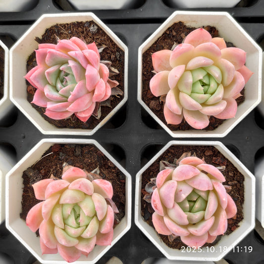 YBB323 アイス　クィーン（7cm pot）